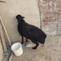 یک راس بره نر قزل افشاری برای نسل کشی|حیوانات مزرعه|شراء, |دیوار