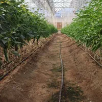 جذب نیروی کار خانم|استخدام صنعتی، فنی، مهندسی|بیرجند, |دیوار