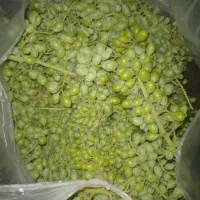 غوره|خوردنی و آشامیدنی|میاندوآب, |دیوار