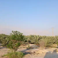 اجاره زمین کشاورزی خورموج|اجارهٔ دفتر صنعتی، کشاورزی، تجاری|بوشهر, |دیوار