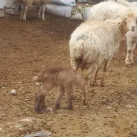 میش و بره|حیوانات مزرعه|بجنورد, |دیوار