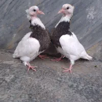 کبوتر طوقی جوجه فروشی|پرنده|بابل, |دیوار