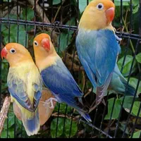 فروش طوطی  کوتوله دستی رنگ خاص|پرنده|نجف‌آباد, ولیعصر|دیوار