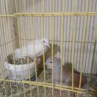 یک جفت کبوتر محلی|پرنده|میناب, |دیوار