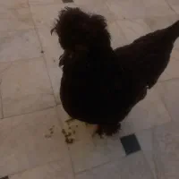 مرغ مشکی سلطان اصل پرپا