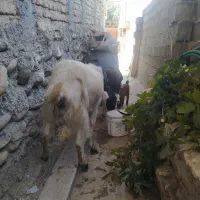 بز بزغاله دار دوقلو جوان شیردار|حیوانات مزرعه|ساری, |دیوار