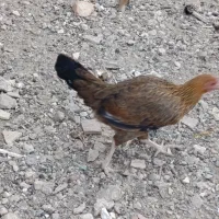 مرغ نوچه