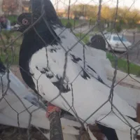 کبوتر پرنده رنگی  و اوچان