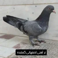 نر آهنی اصفهانی