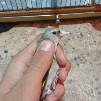 سهره کرمونی