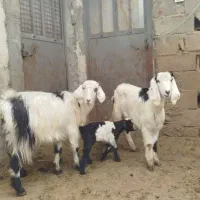 بز شیری سانن