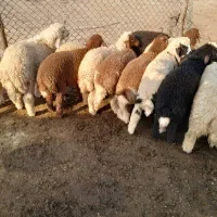 بره و گوسفند نر و ماده ۲۶ عدد