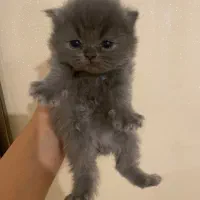 بچه گربه های زیبا|گربه|بوشهر, |دیوار