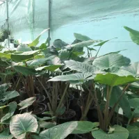 فروش عمده انواع گل های آپارتمانی|گل و گیاه طبیعی|بابل, |دیوار