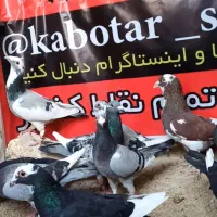 طوقی دوکت چاشنی دورگ سرورپلنگ ابلغ خوشرنگ چپ همهچی