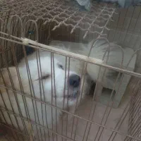 سگ بسیار مهربان حرف گوش کن|سگ|قشم, |دیوار