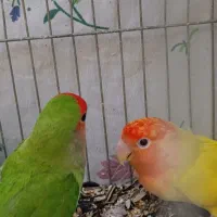 طوطی برزیلی|پرنده|ارومیه, |دیوار