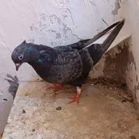 کبوتر سمن کرز سرخن دم سفید .مشهدی کله سفید