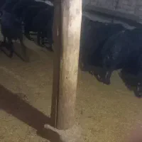 بره ماده قره قزل اصل