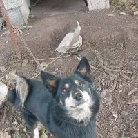 سگ پا کوتا|سگ|رشت, باهنر|دیوار