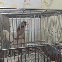 سهره دورگ کرمونی نرمست مست