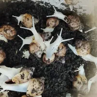 جوجه حلزون آچاتینا  و آچاتینا آلبینو سوپر مولد