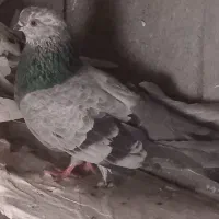 کبوتر اویناخ|پرنده|ملکان, |دیوار