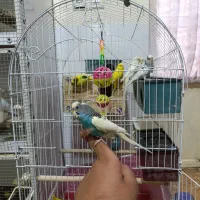 ۵ جفت مرغ عشق مولد روی تخم تضمینی|پرنده|سیرجان, |دیوار