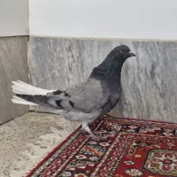 کفتر اصفهانی تخت دم سفید