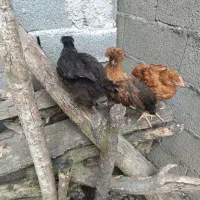 نیمچه مرغ وخروس  کاکلی و گردن گلابی