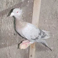 هفت رنگ کاکل