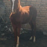 ۱۰ ماهه|اسب و تجهیزات اسبسواری|زنجان, |دیوار