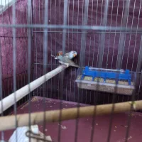 1 جفت فنج به فروش میرسد|پرنده|اقبالیه, |دیوار