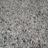 ۷۰کیلوباقالی خشک