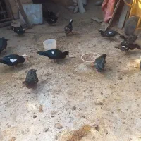 اردک اسرائیلی|حیوانات مزرعه|مینودشت, |دیوار