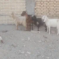 بز ۶عدد   دونر ۴ ماده|حیوانات مزرعه|شادگان, |دیوار