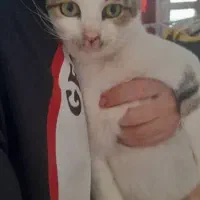 بچه گربه چهارماهه