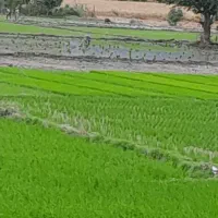 بذر شالی شیرودی