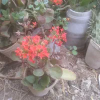 گل طبیعی|گل و گیاه طبیعی|سروستان, |دیوار