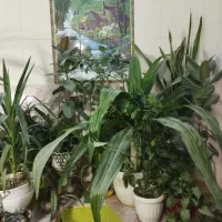 گل و گیاه|گل و گیاه طبیعی|مرودشت, الماس آباد|دیوار