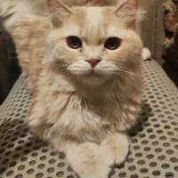 گربه پرشین نسکافه ای