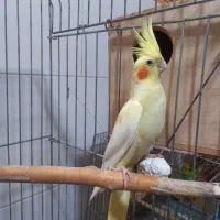 عروس هلندی با تخم