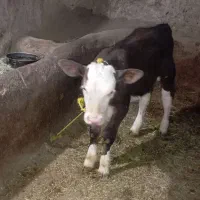 گاوشیری باگوساله دوماهه|حیوانات مزرعه|دیواندره, |دیوار