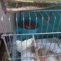 فنچ نیمه دستی مولد|پرنده|تهران, دکتر هوشیار|دیوار