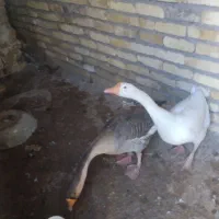 یک جفت لاری و یک جفت غوغاز به فروش می‌رسد|حیوانات مزرعه|تاکستان, |دیوار