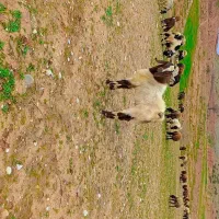 دو عدد بز نر|حیوانات مزرعه|معمولان, |دیوار