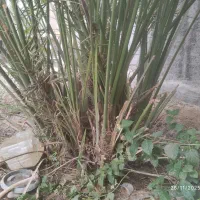 دمیت برحی اصل|گل و گیاه طبیعی|آبپخش, |دیوار