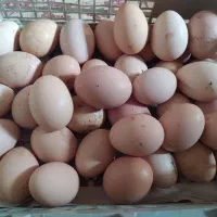 تخم مرغ نطفه دار و بدون نطفه