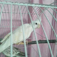 عروس هلندی جفت نژاد اصلی