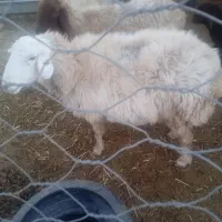 میش تازه شیره انداخته از شیره صاف|حیوانات مزرعه|سبزوار, کلاته سیفر|دیوار